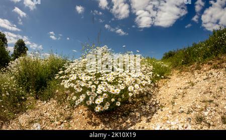 Sparkling Leucanthemum vulgare, ox-eye daisy, oxeye daisy, flowering tin the landscape Stock Photo