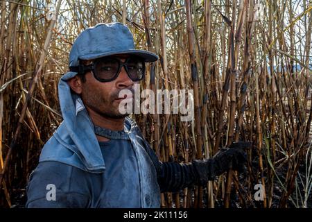 Piracicaba, Sao Paulo, Brazil. April 04, 2008. Manual labour harvest sugar cane on the field in Brazil Stock Photo