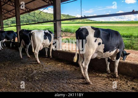 Group of black-and-white milk cows eatin feed while standing in row  in modern barn on the farm in Brazil Stock Photo