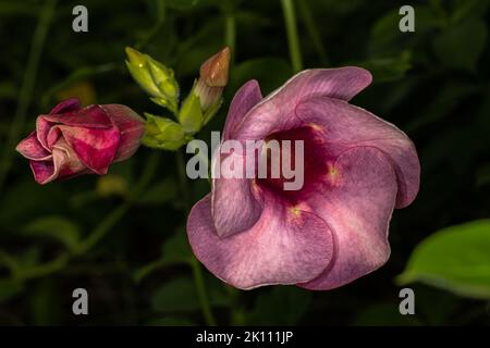 Flowers of Allamanda blanchetii Plant Stock Photo