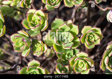 Haworth's Aeonium or Pinwheel (Aeonium haworthii) Stock Photo