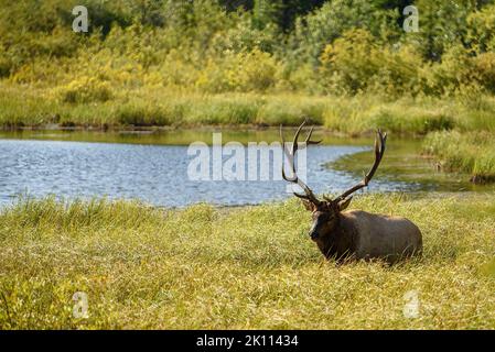 A large wapiti, bull elk, standing in the swamp grassy area of a slough in the autumn heat. Stock Photo