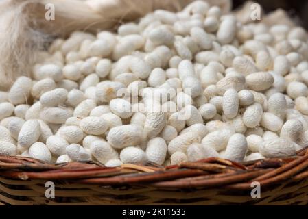 cocoons of white silkworms bred to produce silk , raw silk Stock Photo