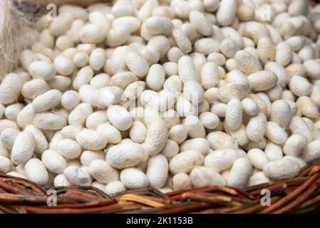 cocoons of white silkworms bred to produce silk , raw silk Stock Photo