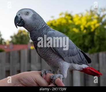 African grey parrot with red tail sitting on hand outdoor Stock Photo