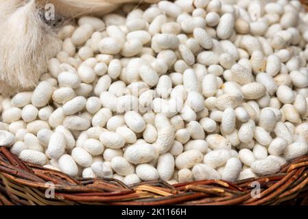 cocoons of white silkworms bred to produce silk , raw silk Stock Photo