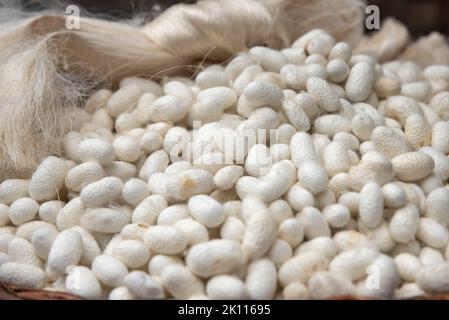 cocoons of white silkworms bred to produce silk , raw silk Stock Photo