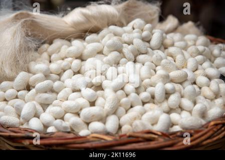 cocoons of white silkworms bred to produce silk , raw silk Stock Photo