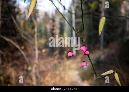 autumn forest. pink seeds close-up in the autumn forest Stock Photo