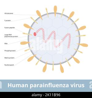 virus diagram unlabeled