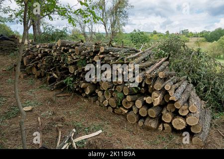 Log trunks pile in the forest on summer day. Panorama of wood trunks timber harvesting in the forest. Preparing firewood for the cold winter concept Stock Photo