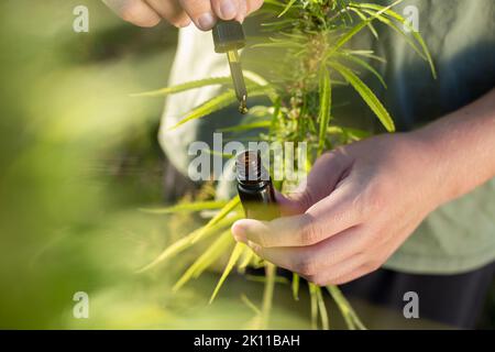 Hands holding and opening CBD oil bottle with dropper pipette, near hemp plant flower bud, in the sunlit field, close up shot. Stock Photo