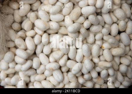 cocoons of white silkworms bred to produce silk , raw silk Stock Photo