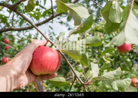 Hand is harvesting fresh ripe home grown organic apple. Cultivar Rubin. Harvest season during September.  Fruit picking in own garden, sunny day. Stock Photo