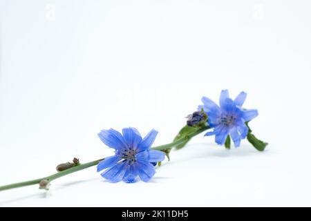 Common chicory scientific Cichorium intybus on the white background. Stock Photo