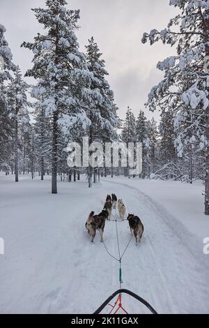 Dog sled ride in winter arctic forest Stock Photo - Alamy