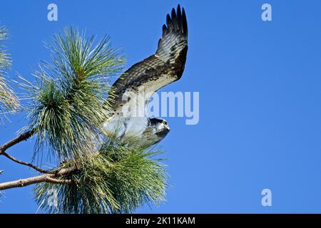 An osprey perched on a tree flaps its wings in Hayden, Idaho. Stock Photo