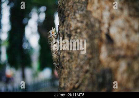 Draco volans ate flying termittes in the tree. Common Gliding Lizard (Draco volans) eating a flying termittes. Stock Photo