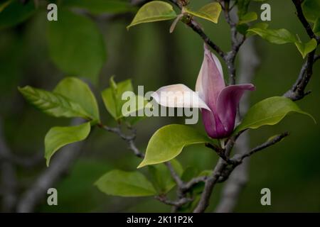 showy flower of the lily tree (Magnolia liliiflora) Stock Photo