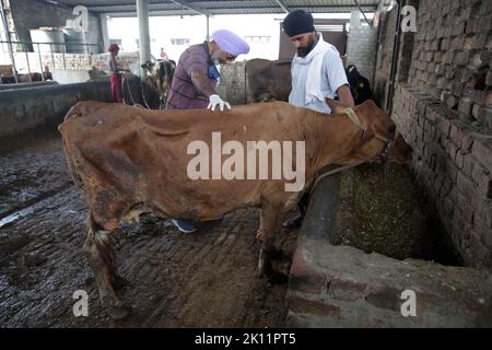 Amritsar, India. 14th Sep, 2022. People check a cow suffering from lumpy skin disease in a village in Punjab, India, Sept. 14, 2022. More than 57,000 cattle have died in India over the past four-and-a-half months due to the lumpy skin disease (LSD), which is continuing to spread in the South Asian country. The affected areas include the capital region of Delhi, and the states of Haryana, Punjab, Gujarat, Rajasthan, Uttar Pradesh and Andhra Pradesh. Credit: Str/Xinhua/Alamy Live News Stock Photo