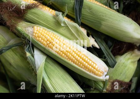 Ears of freshly harvested yellow sweet corn Stock Photo