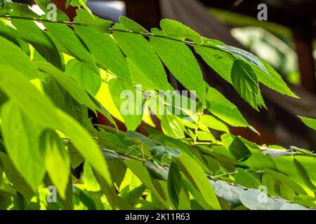 The small green leaves of the cherry or muntingia calabura plant become transparent when exposed to sunlight, the background of a dark environment Stock Photo