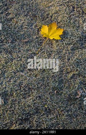 Close-up of yellow Acer - Maple leaf on frost covered green grass lawn in late autumn. Stock Photo