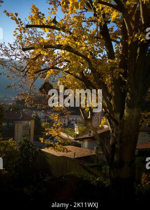 Tree climber pruning brances Stock Photo