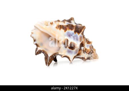 Image of reishia bitubercularis sea shells, common names bituberculate rock shell, bituberculate rock snail, chestnut rock shell isolated on white bac Stock Photo