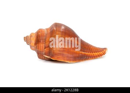 Image of pugilina cochlidium (Spiral melongena) on a white background ...