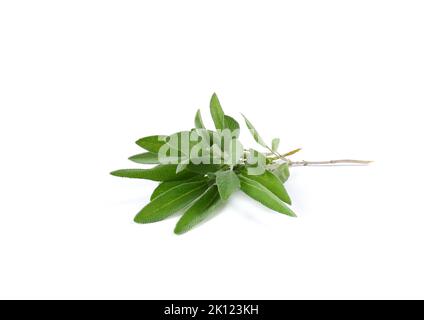 A sprig of fragrant sage with leaves on a white background. Stock Photo