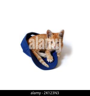 Red kitten lies in a blue baseball cap on a white background. Stock Photo