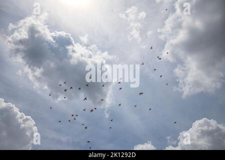 A flock of birds flying south against a cloudy sky Stock Photo