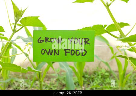 Grow your own food concept. Vegetable garden with green sign with written message and copy space. Stock Photo