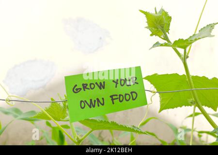 Grow your own food concept. Vegetable garden with green sign with written message and copy space. Stock Photo