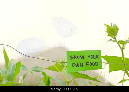 Grow your own food concept. Vegetable garden with green sign with written message and copy space. Stock Photo