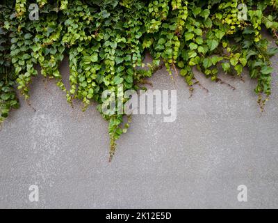 Green ivy leaves on a gray cement wall Stock Photo