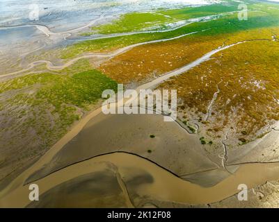 YANCHENG, CHINA - SEPTEMBER 12, 2022 - An aerial view of the 'tidal trees' at the Tiaozi mud Wetland scenic spot near the Yellow Sea in Yancheng city, Stock Photo