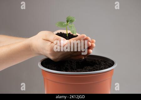 Growing cucumbers from seeds. Step 6 - Planting in a large pot. Stock Photo