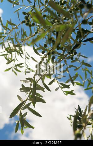 Olive branches with green olives and sky in background. Agriculture, botany, healthy food and peace concepts Stock Photo
