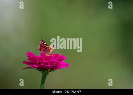 painted ladies vanessa cardui Butterfly Pollinating Zinnia elegans known as youth-and-age red pink zinnias in the garden flowers blooming green leaves Stock Photo