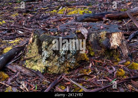 Lake St Clair Australia, tree stump with lichen and moss on a rainy day Stock Photo