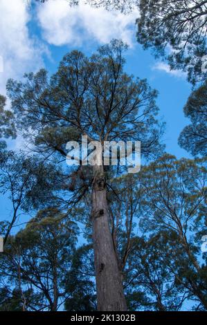 Lake St Clair Australia, looking up at a eucalyptus amygdalina or black peppermint tree native to Tasmania Stock Photo