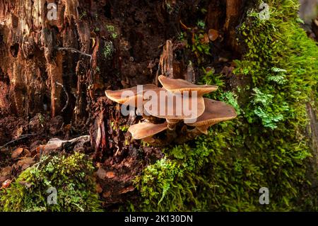 Lake St Clair Australia, mushrooms growing on decaying tree stump Stock Photo