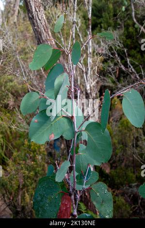 Lake St Clair Australia, young eucalypt tree growing in alpine forest Stock Photo