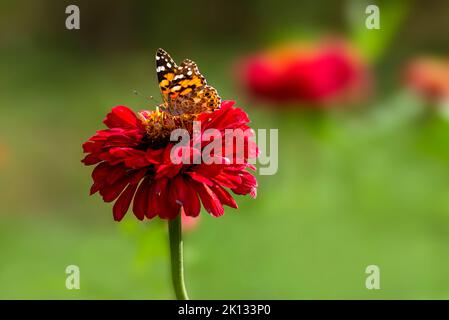 painted ladies vanessa cardui Butterfly Pollinating Zinnia elegans known as youth-and-age red pink zinnias in the garden flowers blooming green leaves Stock Photo