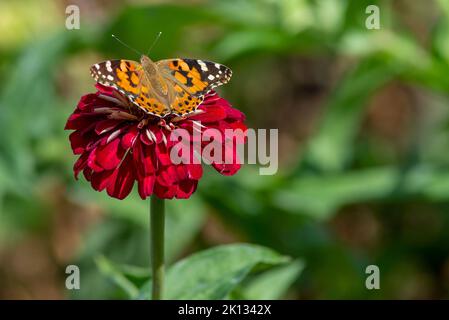 painted ladies vanessa cardui Butterfly Pollinating Zinnia elegans known as youth-and-age red pink zinnias in the garden flowers blooming green leaves Stock Photo