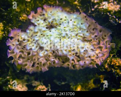 Elysia crispata, common name the lettuce sea slug or lettuce slug, is a large and colorful species of sea slug, a marine gastropod mollusk. Stock Photo