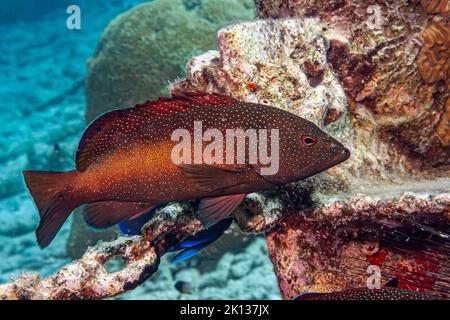 Cephalopholis fulva is a species of grouper from the Western Atlantic ...