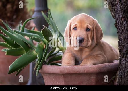 A Broholmer puppy climbing in a vase with an Agave, Italy, Europe Stock Photo